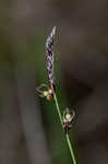 Blue Ridge sedge